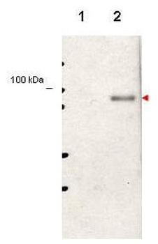 Stat5 phospho Y694 Antibody