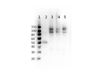 ODF2 Antibody