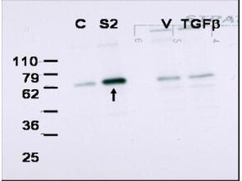 SMAD2 Antibody