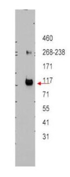 ABCB5 Antibody