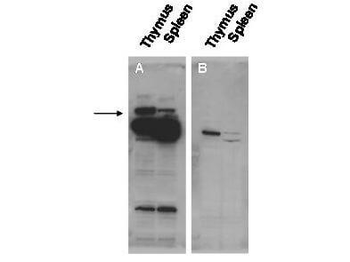 Pogz Antibody