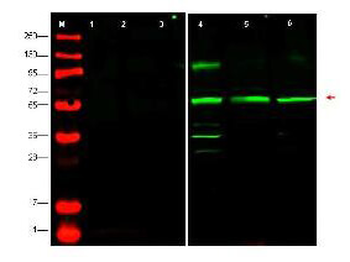 PTEN-P1 Antibody