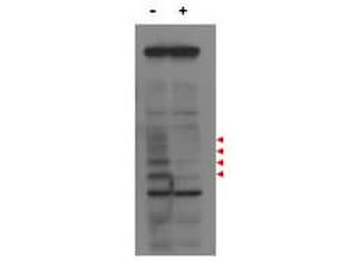 MLF1 Antibody