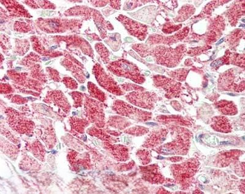 CENPU Antibody