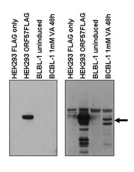 KSHV ORF57 Antibody