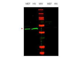 POU5F1 Antibody