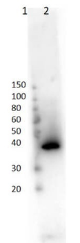 Lac I Antibody