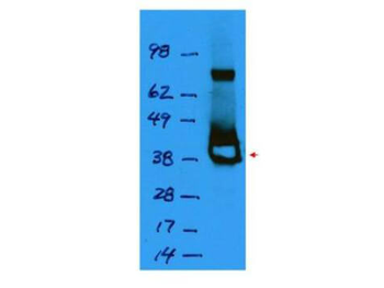 Lac I Antibody