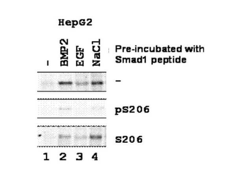 SMAD1 Antibody