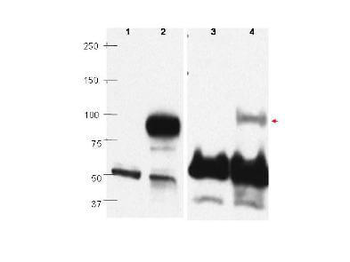 PRDM1 BLIMP1 Antibody