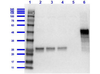 GST Antibody