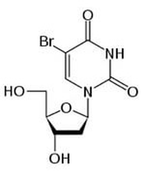 BrdU Antibody