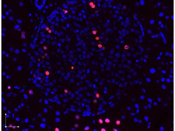 BrdU Antibody