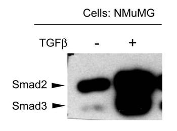 SMAD3 Antibody