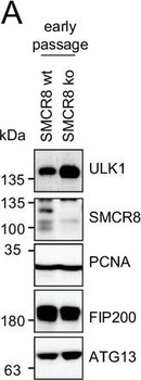 ATG13 phospho S318 Antibody