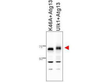 ATG13 Antibody