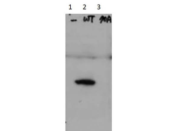 HICE1 phosphoS70 Antibody