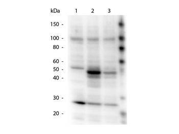 HICE1 phosphoS70 Antibody