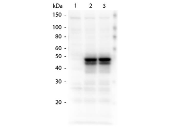 HICE1 Antibody
