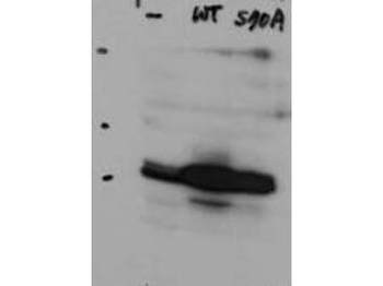 HICE1 Antibody