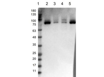 RPS6KA1 Antibody