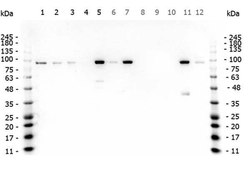 beta Catenin Antibody