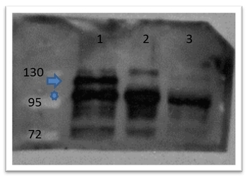 beta Catenin Antibody