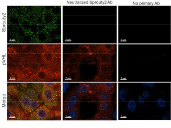 Sprouty-2 Antibody
