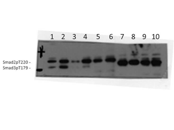 SMAD3 Antibody