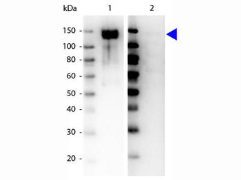 GAB1 Antibody