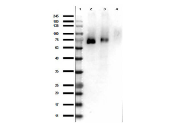 MST1R Antibody