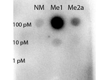 STAT5A Antibody