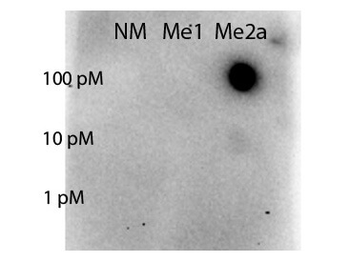 STAT5A Antibody
