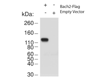 Bach2 Antibody