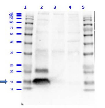 H2AX phospho S139 Antibody