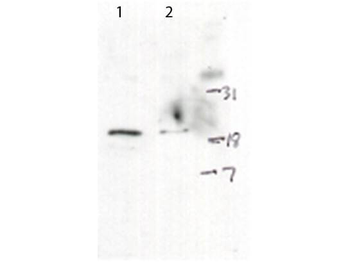 H2AX phospho S139 Antibody