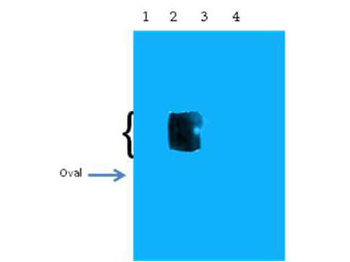 APP Antibody