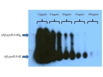 APP Antibody