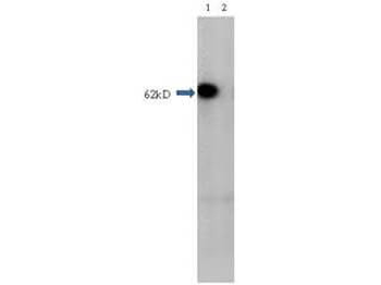 HDAC1 (near C-terminus) Antibody
