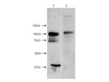 HDAC7 Antibody