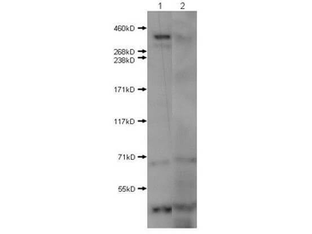 HTT Antibody
