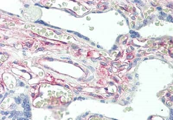 Protein Kinase C delta-Binding Protein Antibody