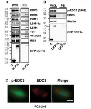 EDC3 phospho S161 Antibody