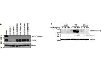 EDC3 phospho S161 Antibody