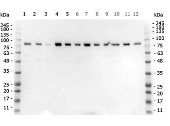 STIM1 Antibody