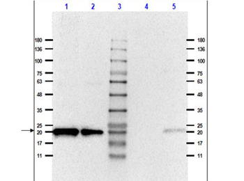 CAV1 Antibody