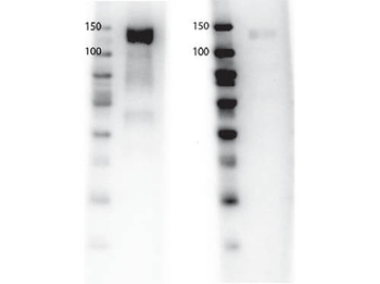 GAB1 Antibody