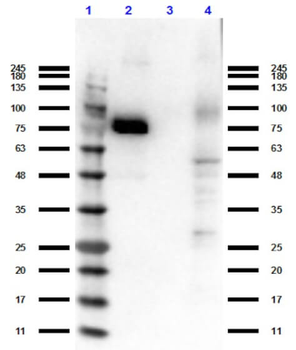MST1R Antibody