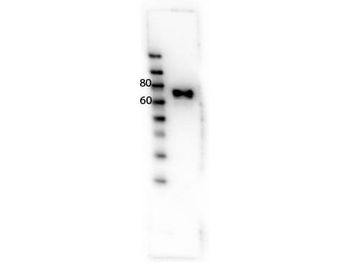 MST1R Antibody