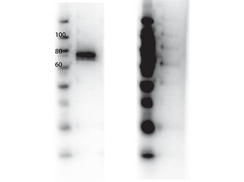 MST1R Antibody